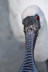掛川花鳥園　クロツラヘラサギ