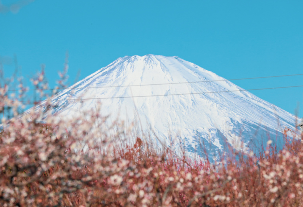梅富士