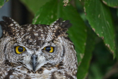 アフリカワシミミズク　掛川花鳥園②