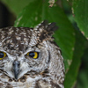 アフリカワシミミズク　掛川花鳥園②
