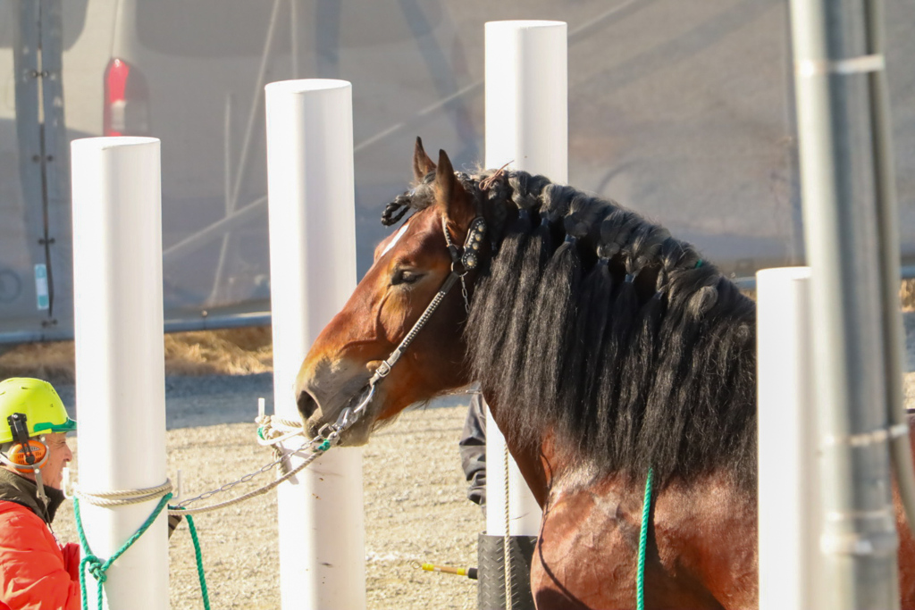 ばん馬　帯広競馬場①