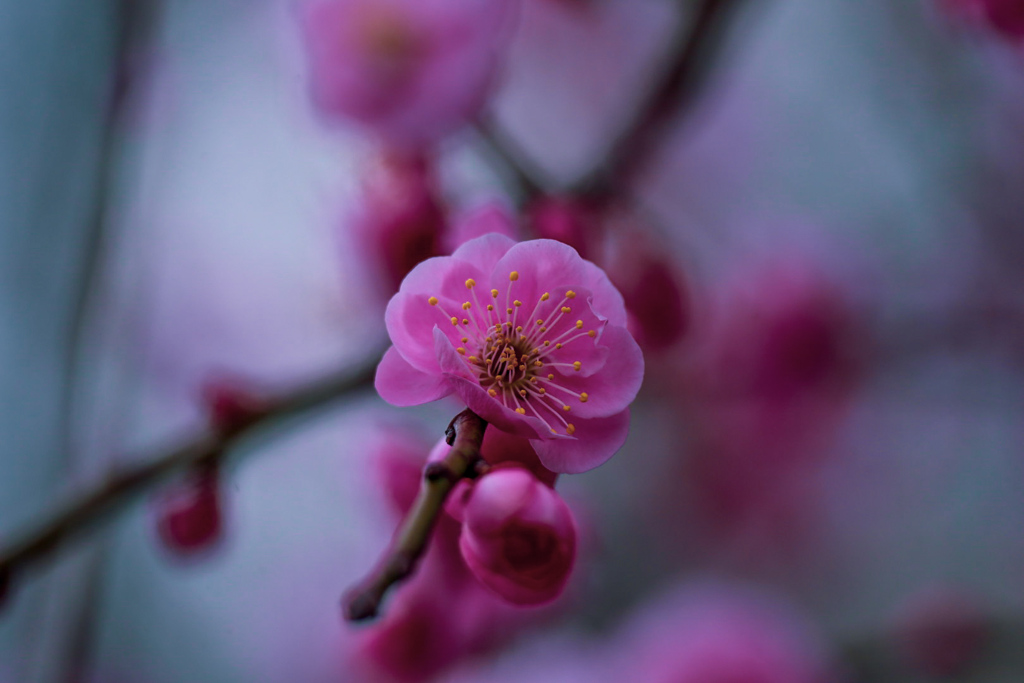 八重唐梅②