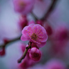 八重唐梅②