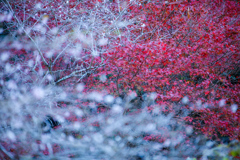 四季桜と紅葉⑭