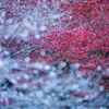 四季桜と紅葉⑭