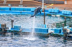 名古屋港水族館イルカショー①