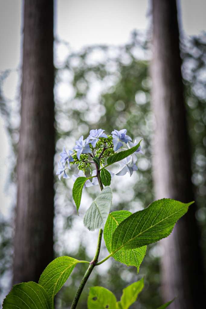 紫陽花　