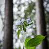 紫陽花　
