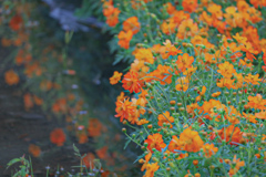 キバナコスモスの花畑