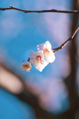 梅の花⑮