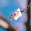 梅の花⑮
