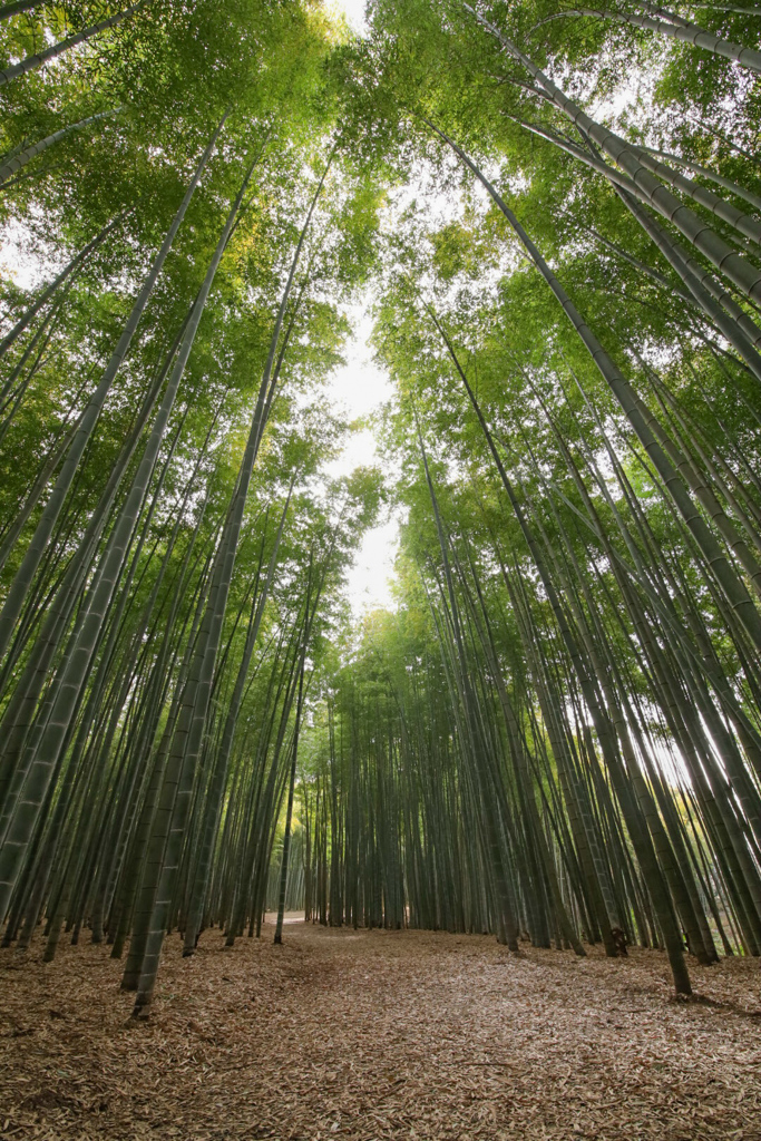 竹林