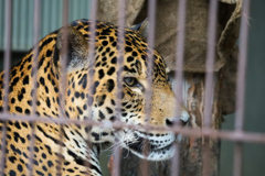 ジャガー　東山動植物園