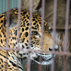 ジャガー　東山動植物園