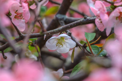更紗木瓜