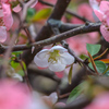 更紗木瓜