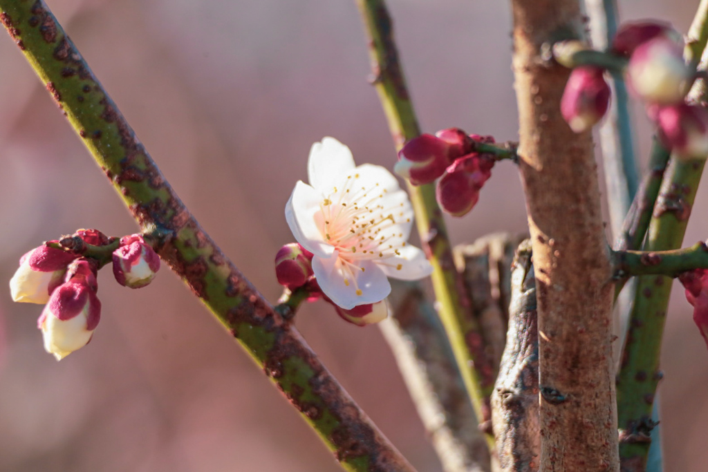 梅の花④