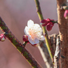 梅の花④