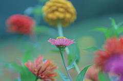色とりどりの百日草