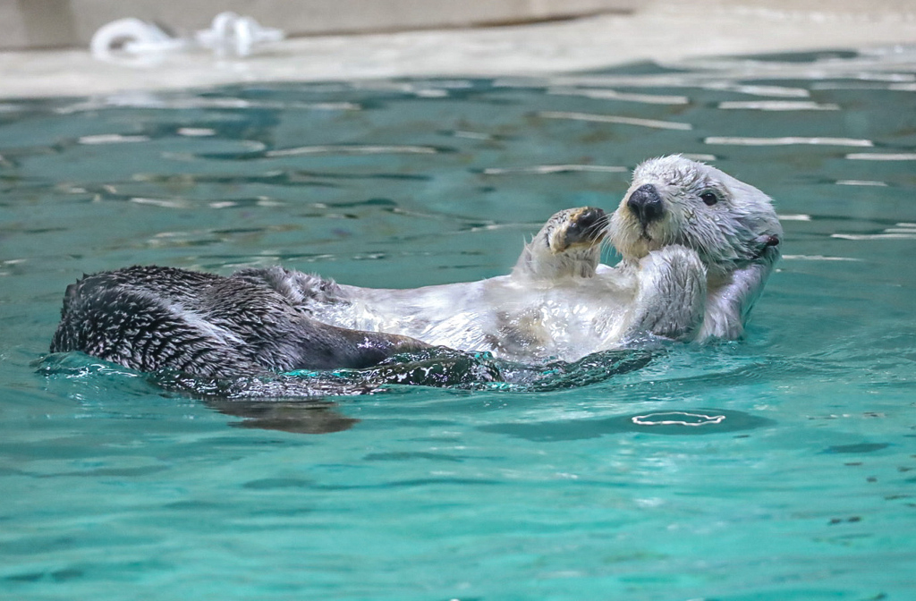 ラッコ　鳥羽水族館⑤