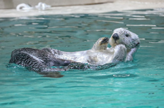 ラッコ　鳥羽水族館⑤
