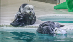 ラッコ　鳥羽水族館⑥