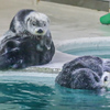 ラッコ　鳥羽水族館⑥