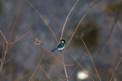 シジュウカラ①
