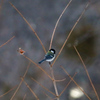 シジュウカラ①