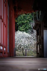 桜の頃