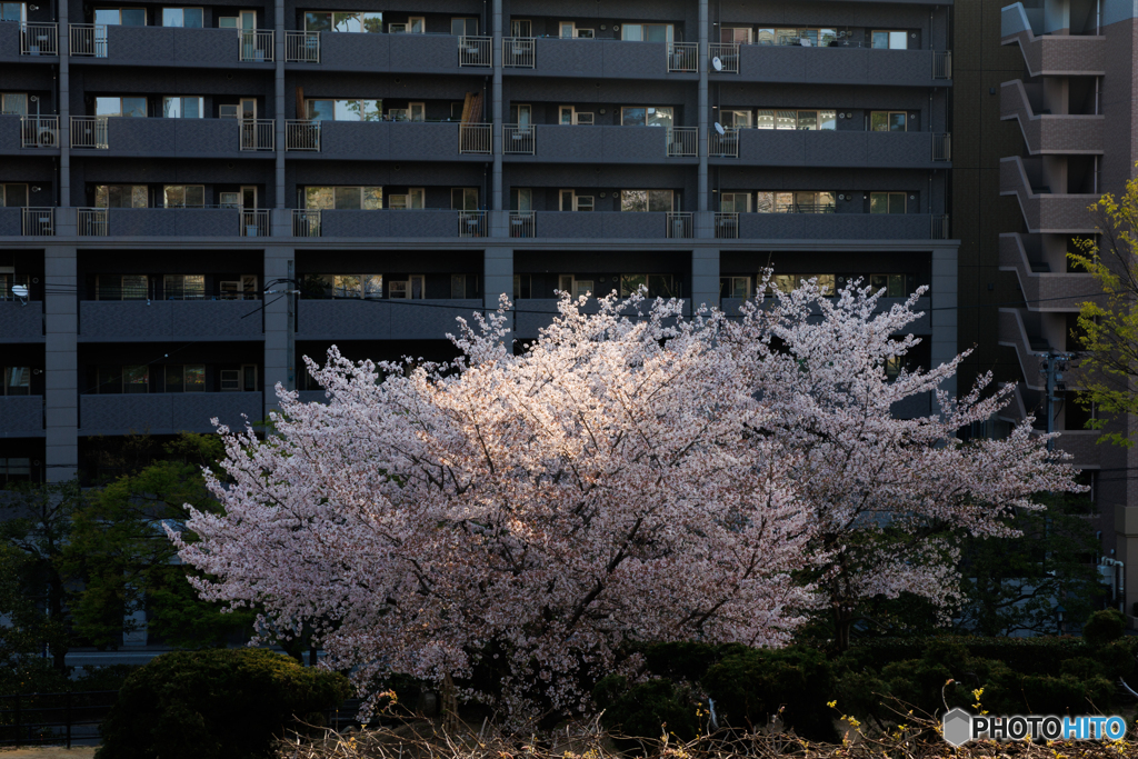 街中で咲く桜