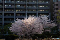 街中で咲く桜