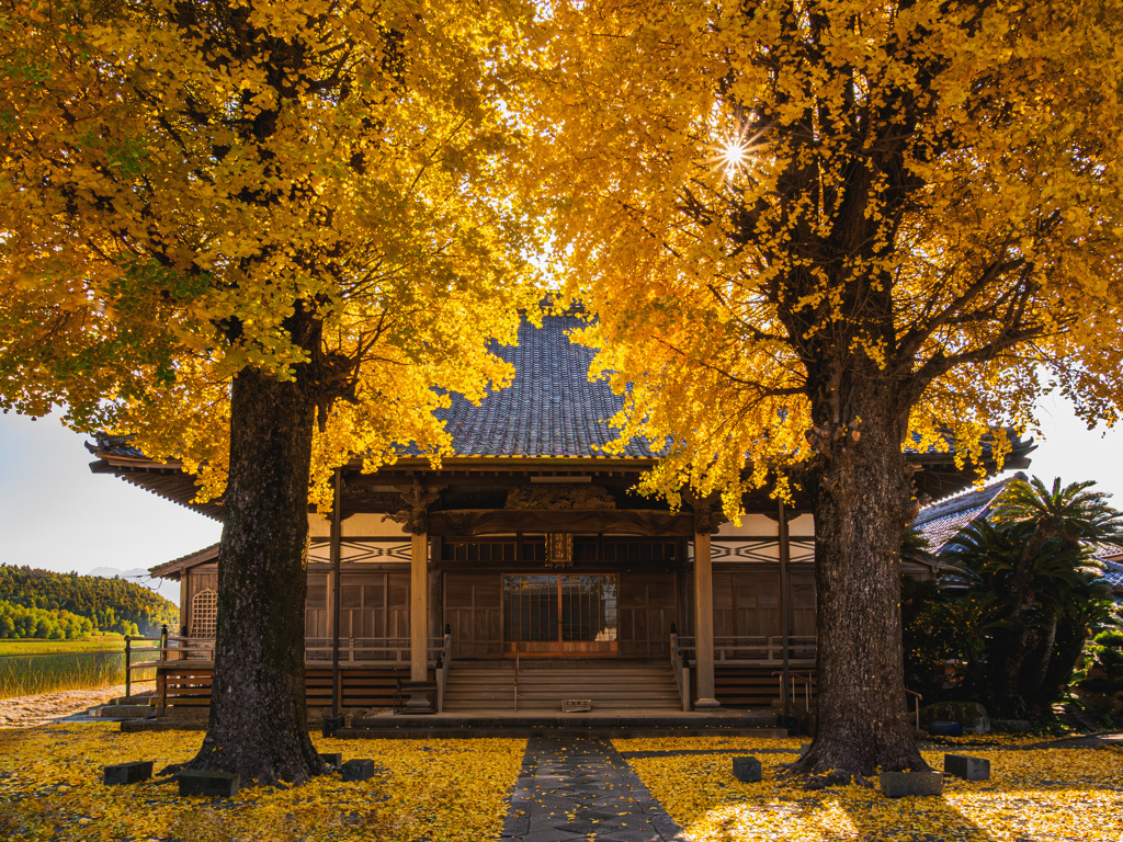 菩提寺のイチョウ