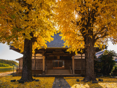 菩提寺のイチョウ
