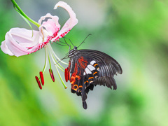 花粉まみれ...ですよ＾＾
