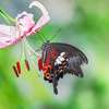 花粉まみれ...ですよ＾＾