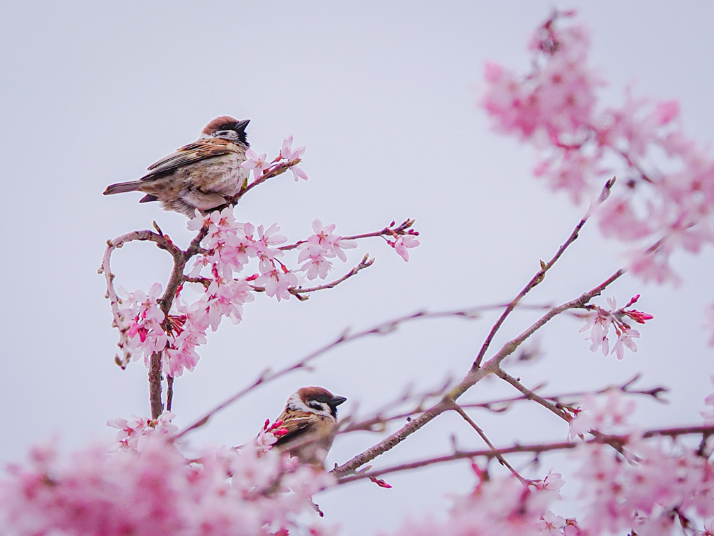 お花見日和