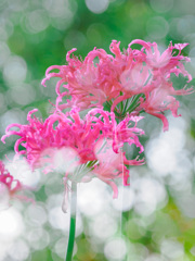 ダイヤモンドリリー