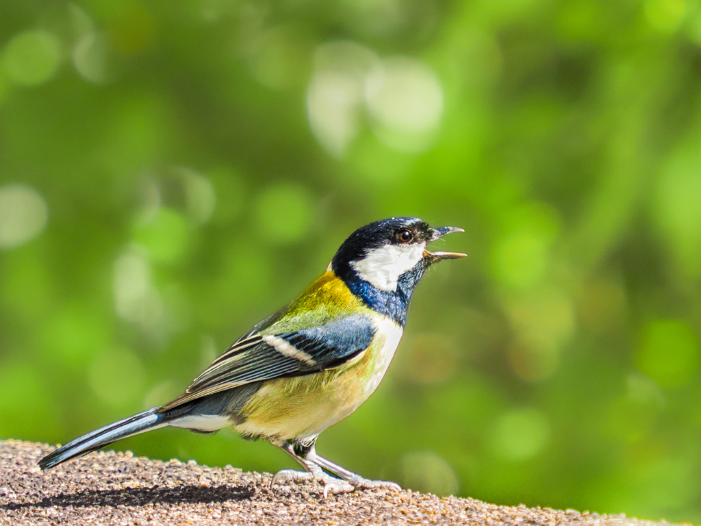 大声にも程がある！