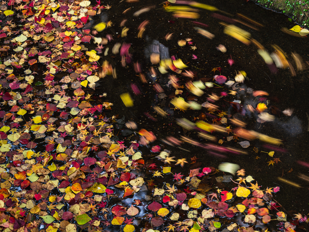 ナンキンハゼ...love♡