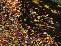 ナンキンハゼ...love♡