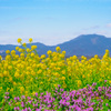 Spring has come ♪