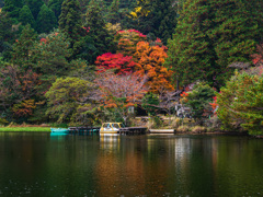 紅葉ひとり占め