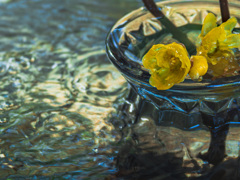 手水舎のロウバイ