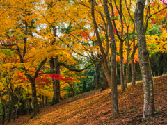 黄色い絨毯できるかな？