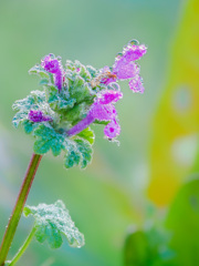 シャーベット♪