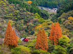 里山の晩秋