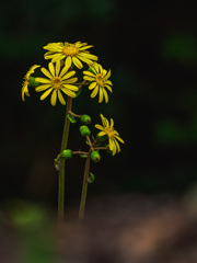 目立たぬところで目立つ花