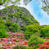 百花繚乱