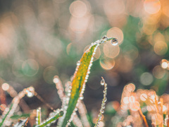 草むらの宝石たち